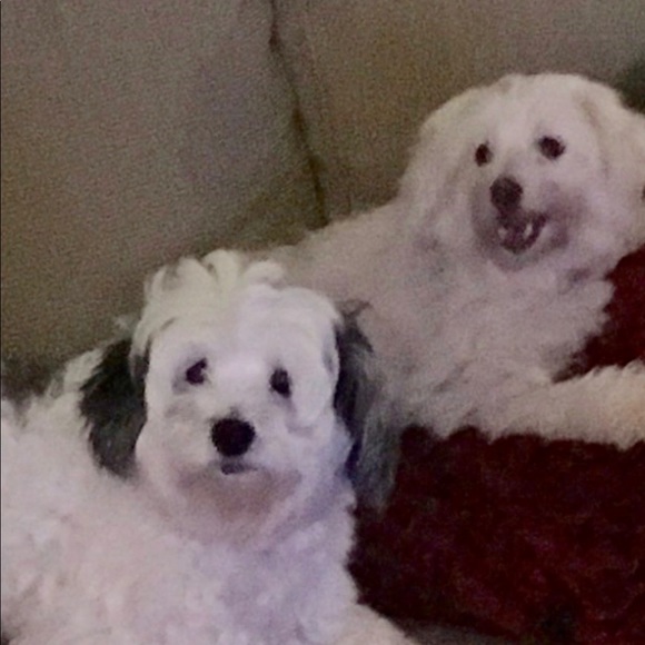 myfurbabi3s